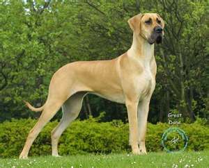 Best Dog Foods for Great Danes