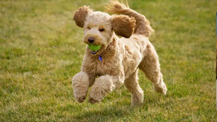 Best dog food for goldendoodles